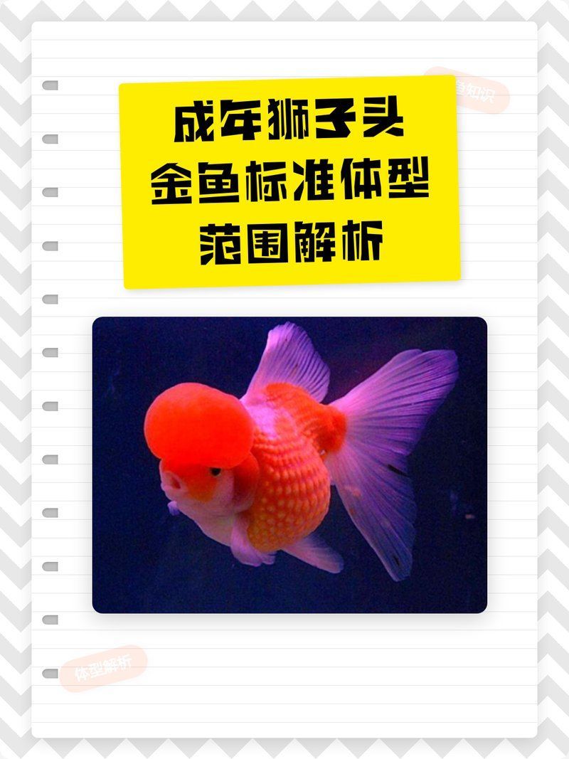 金魚6cm能長到20厘米嗎，6厘米的金魚能長到20厘米嗎