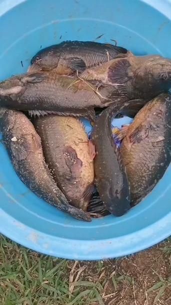 曼龍魚在哪些地區有食用歷史，曼龍魚在東南亞地區有食用歷史的食用歷史和食用歷史