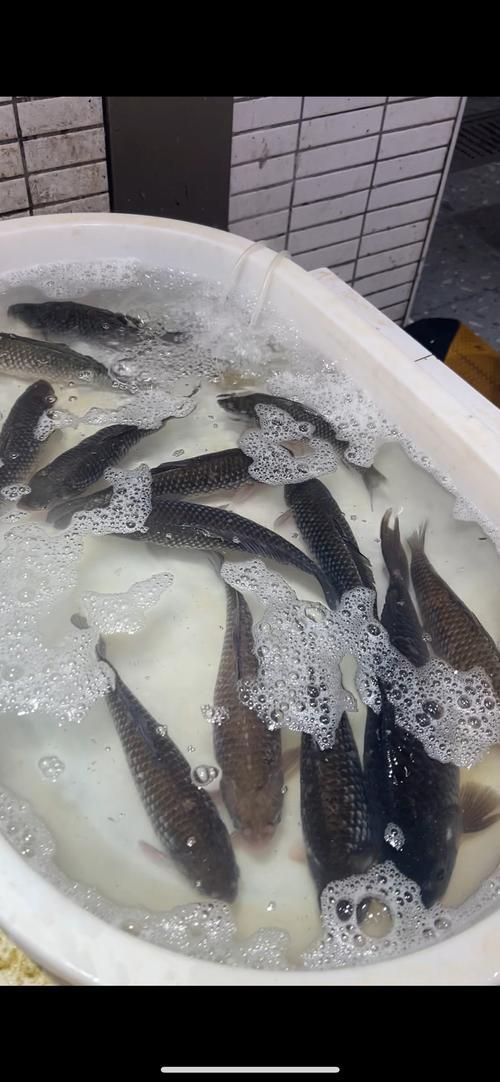 曼龍魚在哪些地區有食用歷史，曼龍魚在東南亞地區有食用歷史的食用歷史和食用歷史