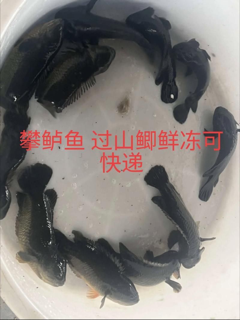 曼龍魚在哪些地區有食用歷史，曼龍魚在東南亞地區有食用歷史的食用歷史和食用歷史