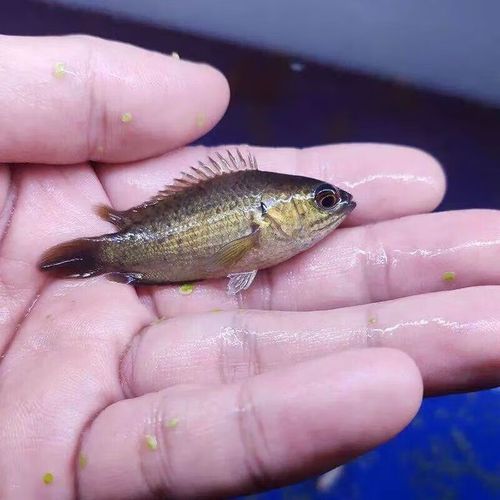 曼龍魚在哪些地區有食用歷史，曼龍魚在東南亞地區有食用歷史的食用歷史和食用歷史