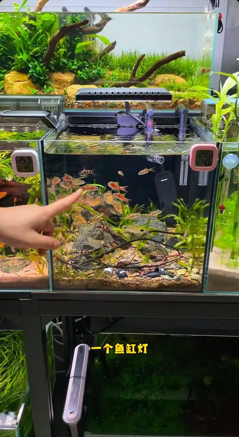 金頭過背金龍魚的養殖技術有哪些，金頭過背金龍魚養殖技術