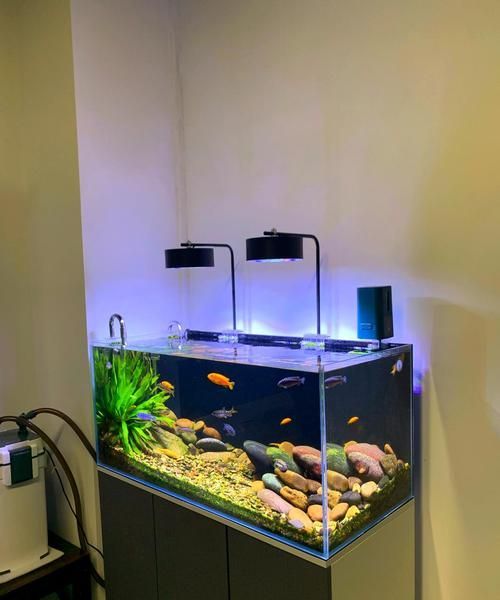 金頭過背金龍魚的養殖技術有哪些，金頭過背金龍魚養殖技術