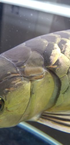 如何判斷龍魚甩頭是內寄還是外寄，arxiv論文助手判斷龍魚甩頭是內外寄生蟲感染還是外寄