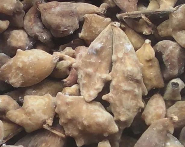 如何預防龍魚爛鰓病復發，如何預防龍魚爛鰓病