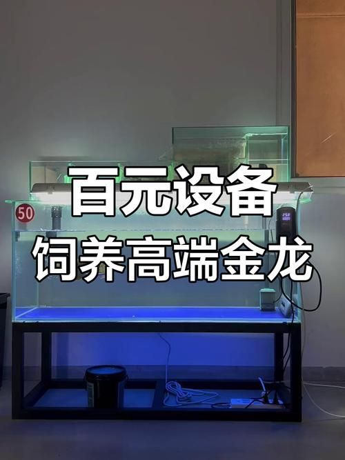 龍魚購買需要注意哪些事項？，龍魚購買注意事項