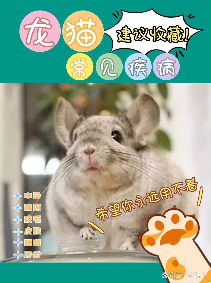 龍貓有哪些常見健康問題，龍貓常見疾病及護理方法