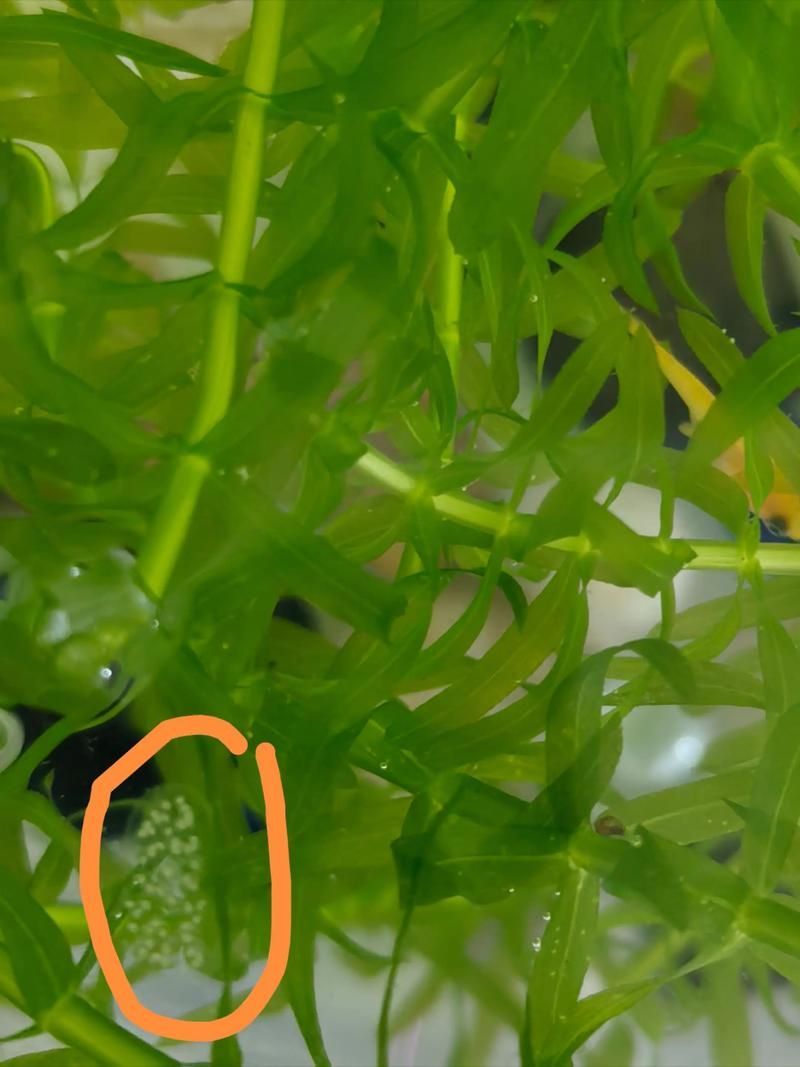 馬尾龍魚在繁殖過程中有哪些注意事項？，馬尾龍魚在繁殖過程中成功繁殖過程中的注意事項詳解