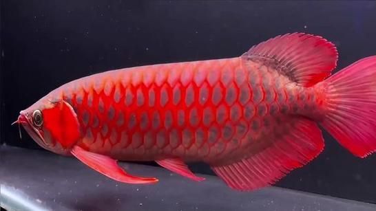 如何判斷印尼超血紅龍的品相，印尼超血紅龍（scleropagesformosussuperred）