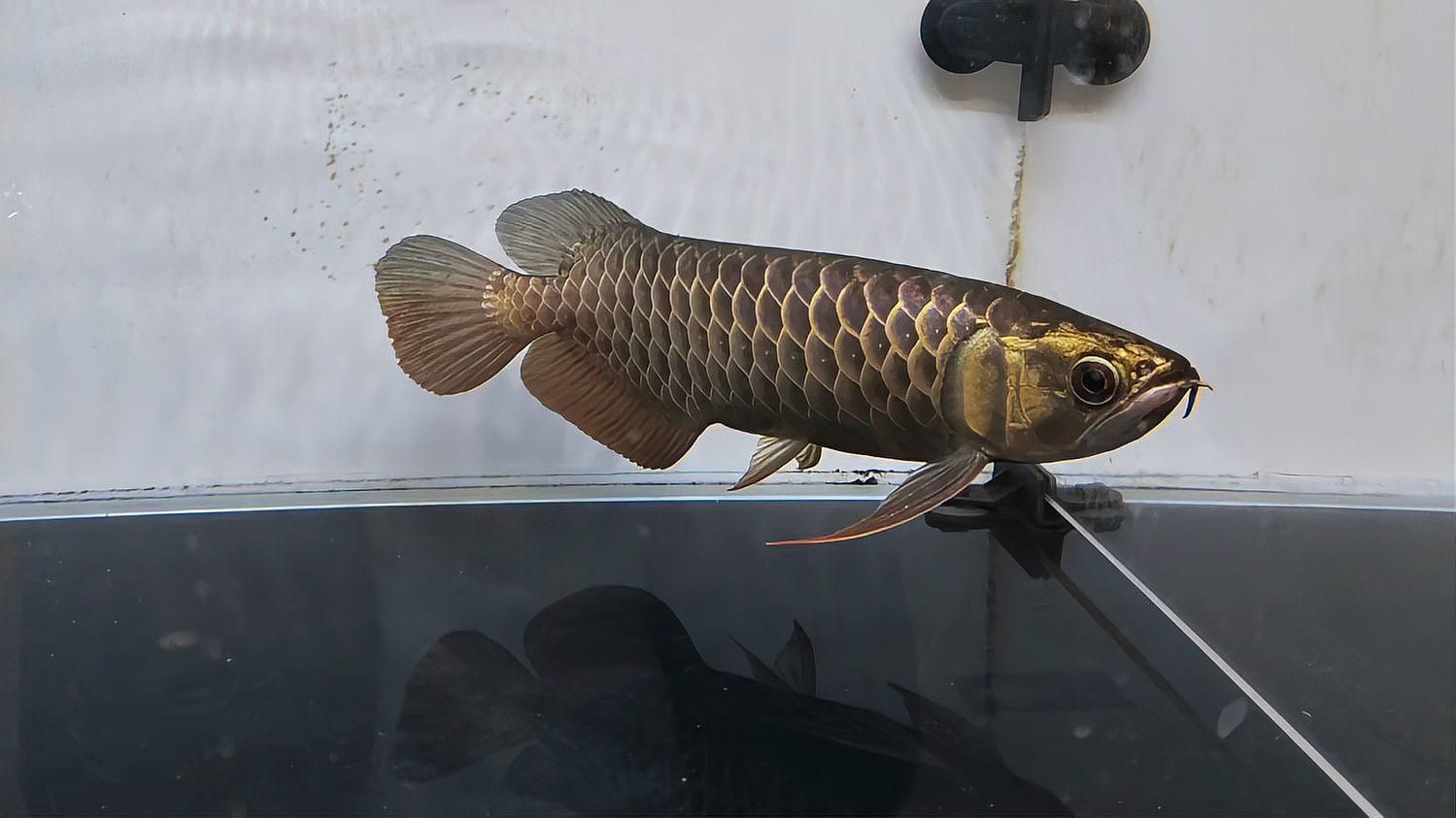番禺龍魚被禁后如何合法飼養，番禺龍魚被禁養后如何合法飼養