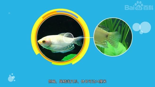 曼龍魚有哪些品種，曼龍魚有哪些品種，