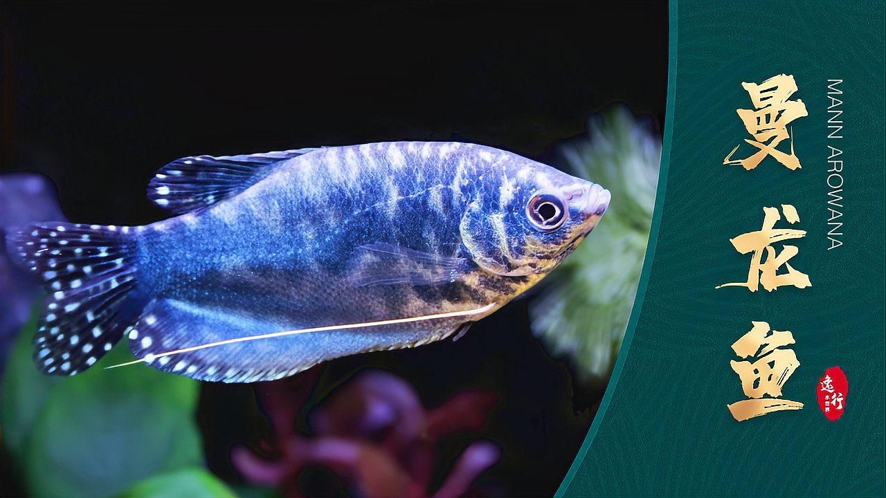 曼龍魚有哪些品種，曼龍魚有哪些品種，
