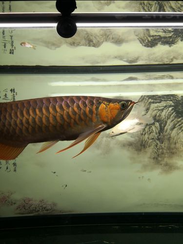 如何在龍魚吧發帖？，如何在龍魚吧發帖