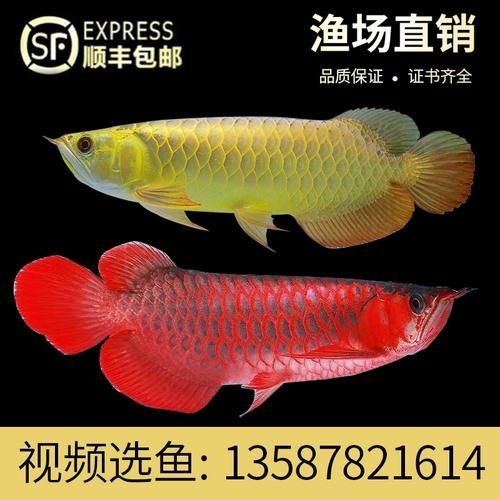 藍(lán)底紅龍魚的市場(chǎng)價(jià)格是多少？，藍(lán)底紅龍魚市場(chǎng)價(jià)格是多少藍(lán)底紅龍魚市場(chǎng)價(jià)格是多少