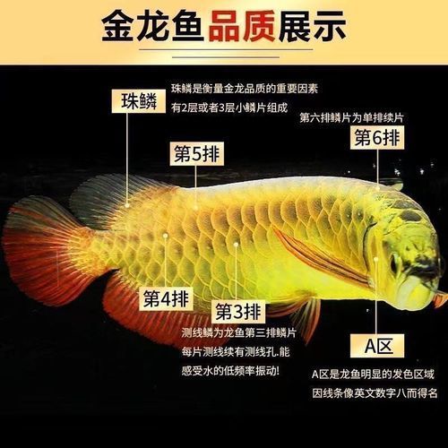 藍(lán)底紅龍魚的市場(chǎng)價(jià)格是多少？，藍(lán)底紅龍魚市場(chǎng)價(jià)格是多少藍(lán)底紅龍魚市場(chǎng)價(jià)格是多少