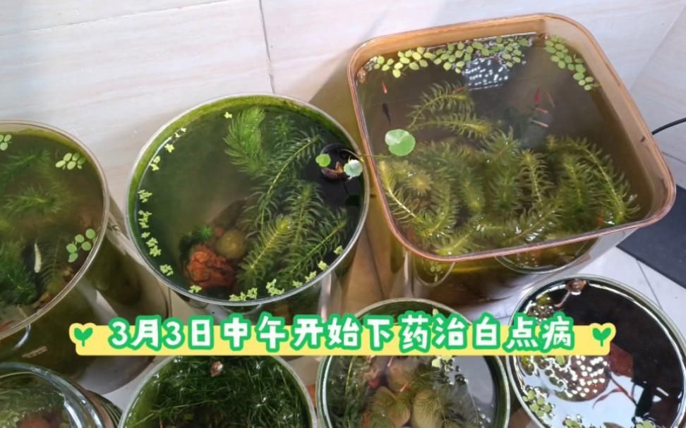 有哪些中藥可以促進(jìn)龍魚斷須恢復(fù)，關(guān)于龍魚斷須恢復(fù)的一些問(wèn)題