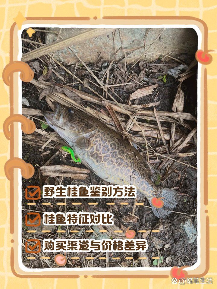 如何挑選新鮮的桂魚，如何挑選新鮮桂魚