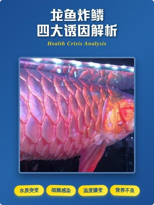 請再增加一些龍魚炸鱗的圖片示例，如何預防和治療龍魚炸鱗