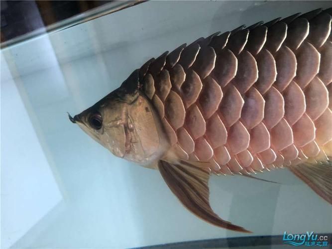 請再增加一些龍魚炸鱗的圖片示例，如何預防和治療龍魚炸鱗