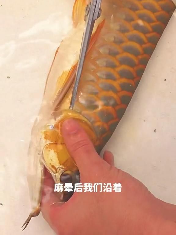 龍魚翻腮后多久會恢復？，龍魚翻腮后多久恢復？
