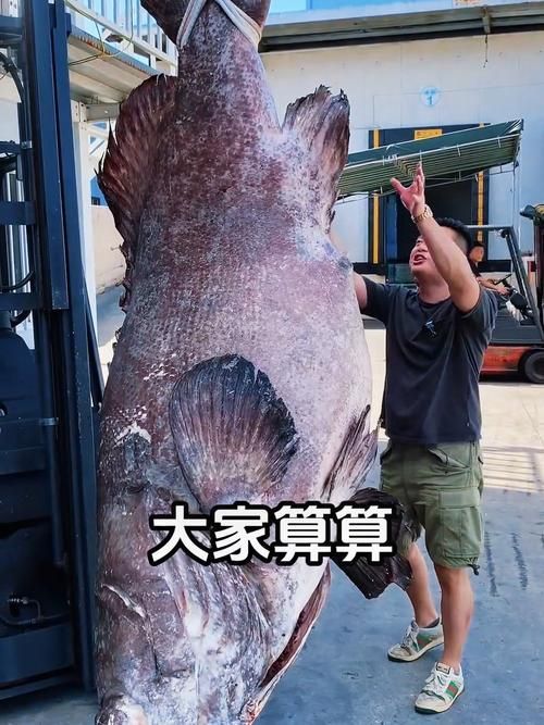 給我一些關于龍躉石斑的圖片