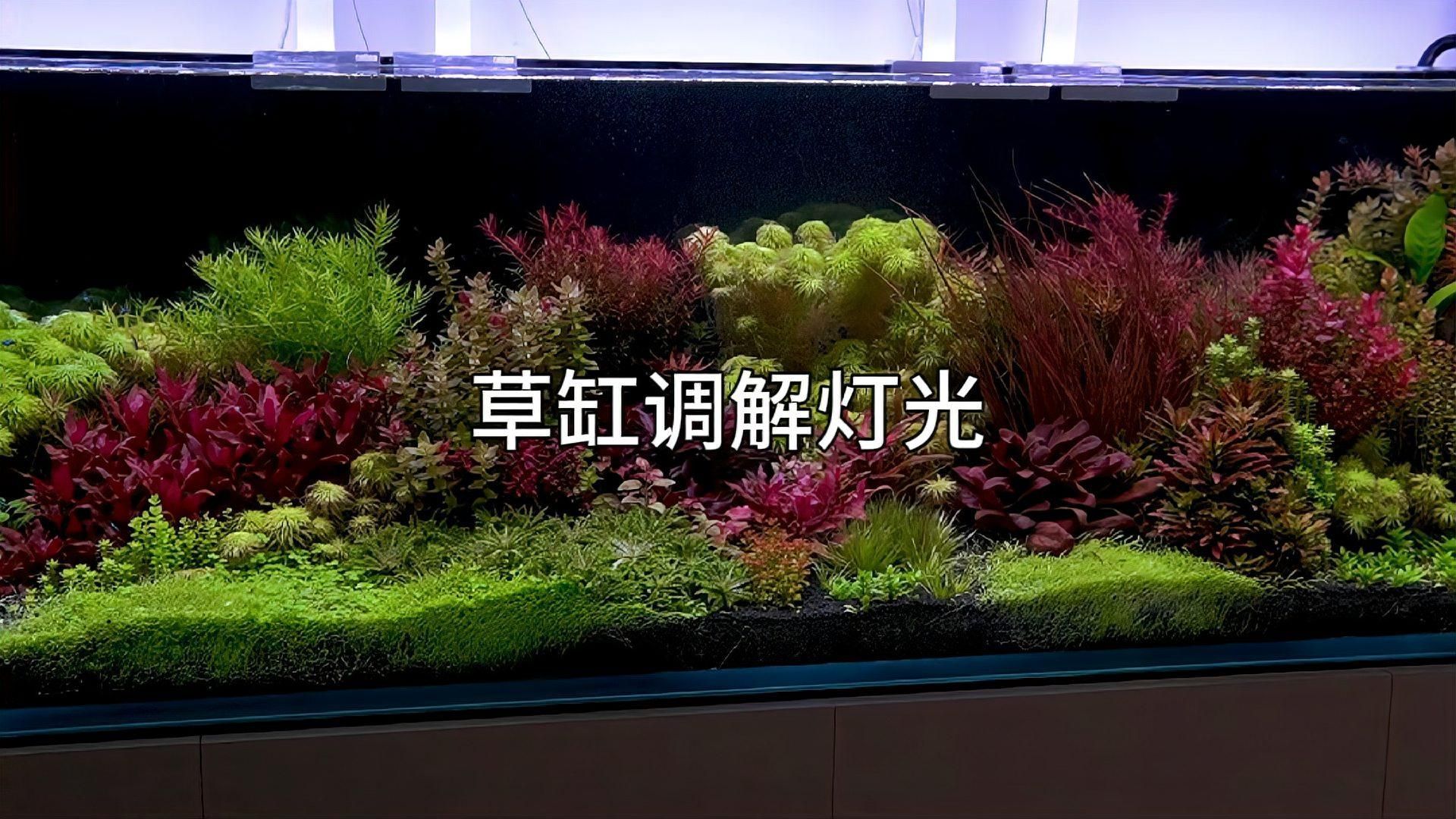 如何優化魚缸的燈光效果，如何優化魚缸的燈光效果,魚缸燈光不僅是觀賞的“點睛之筆”