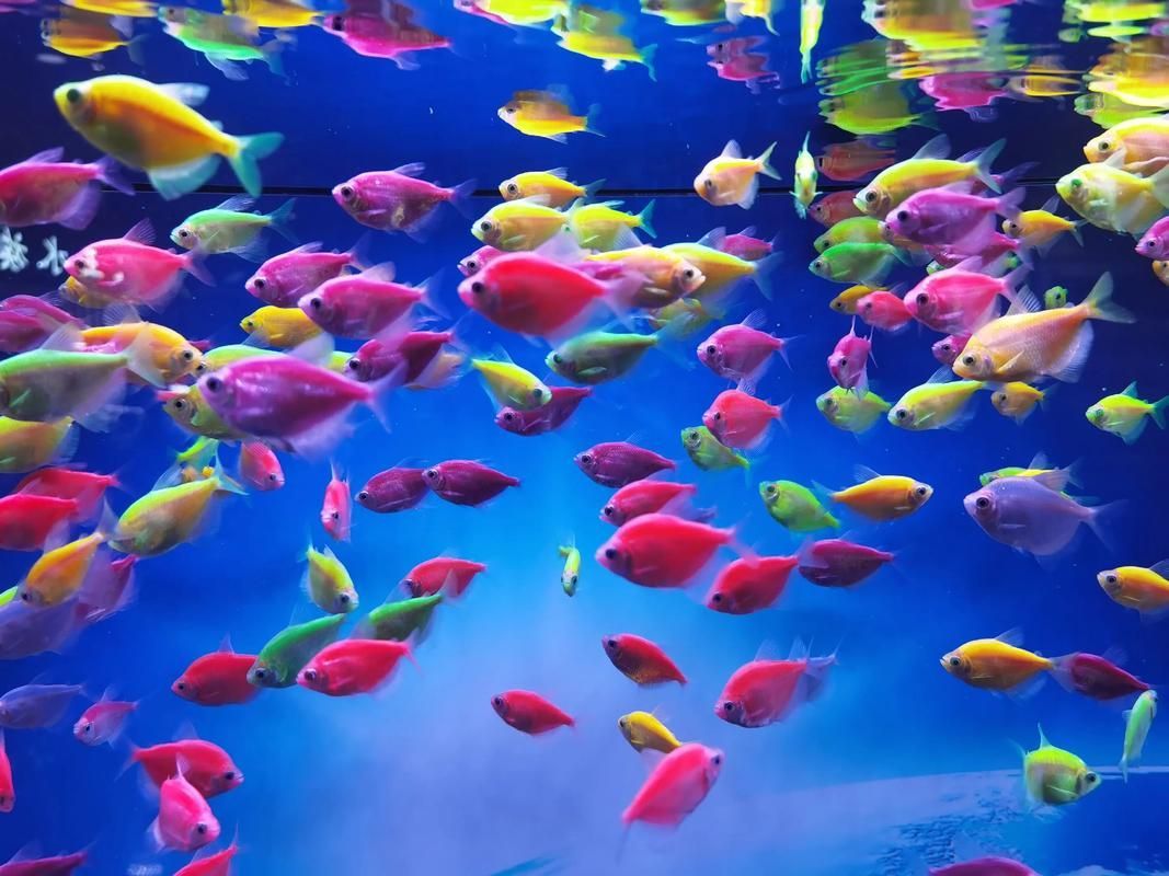 如何前往西安觀賞魚批發市場，前往西安觀賞魚批發市場的簡要指南