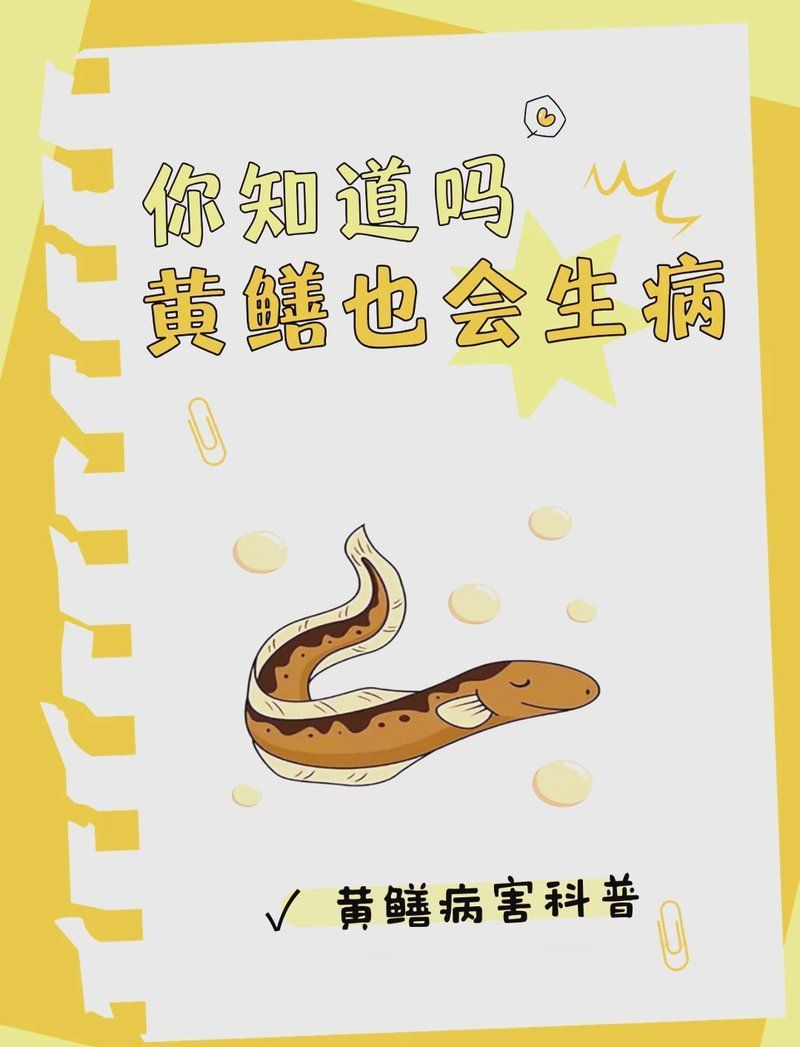黃鱔養殖有哪些常見疾病，黃鱔養殖中常見的疾病防治指南（黃鱔養殖中常見疾病防治指南）