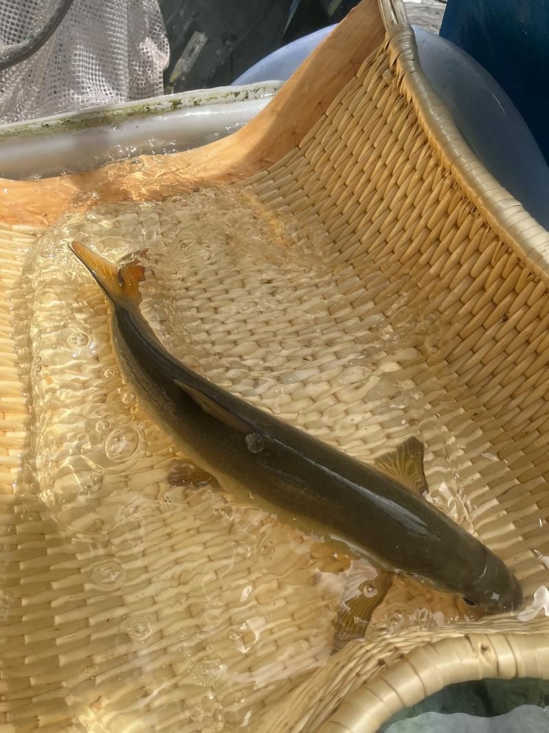 岷縣龍魚(yú)有哪些品種？，關(guān)于岷縣龍魚(yú)的認(rèn)識(shí)