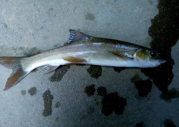 岷縣龍魚(yú)有哪些品種？，關(guān)于岷縣龍魚(yú)的認(rèn)識(shí)