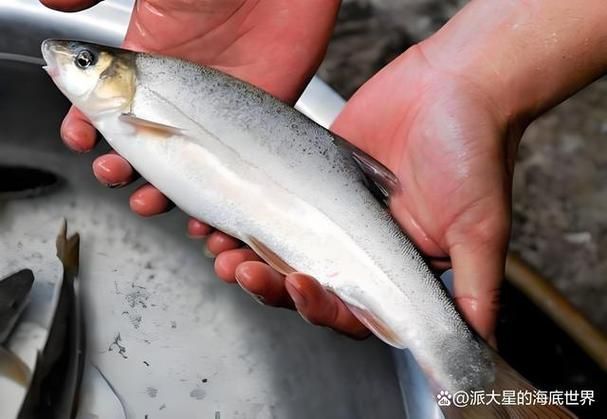 岷縣龍魚(yú)有哪些品種？，關(guān)于岷縣龍魚(yú)的認(rèn)識(shí)