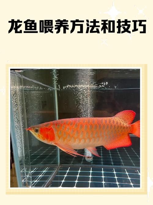 如何預(yù)防龍魚厭食，如何科學(xué)預(yù)防龍魚厭食