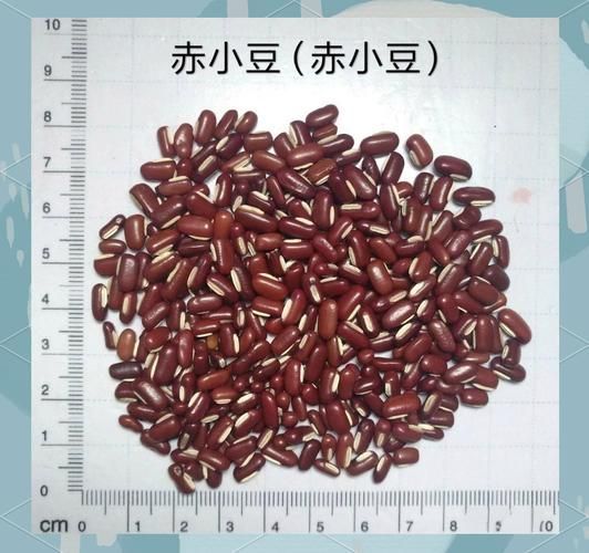 赤小豆和龍魚哪個更有營養(yǎng)？，赤小豆和龍魚哪個更有營養(yǎng)