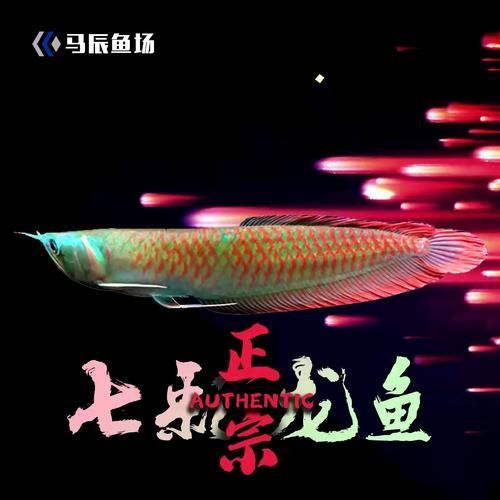 給我幾張不同尺寸的招財龍魚圖片，不同尺寸的招財龍魚圖片