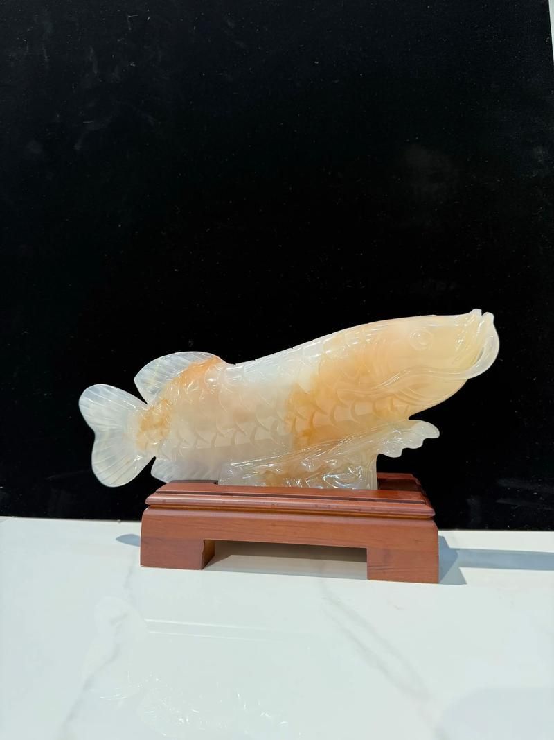 給我幾張不同尺寸的招財龍魚圖片，不同尺寸的招財龍魚圖片