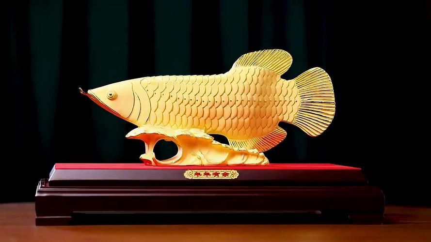 給我幾張不同尺寸的招財龍魚圖片，不同尺寸的招財龍魚圖片