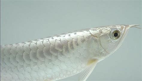 龍魚白白后還會變黑嗎？，龍魚白白后還會變黑嗎白化龍魚白白后還會變黑嗎