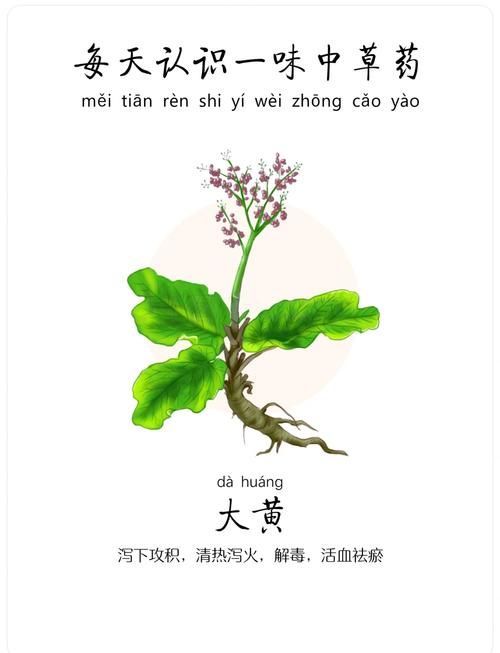 哪些中藥可以有效治療龍魚鰓寄？，哪些中藥可以有效治療龍魚