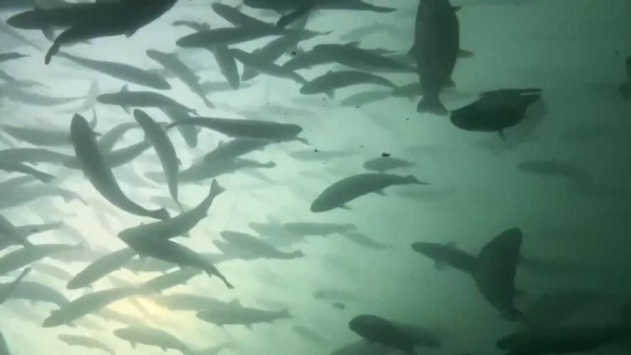積石山龍魚養殖的前景如何？，積石山龍魚養殖前景如何？