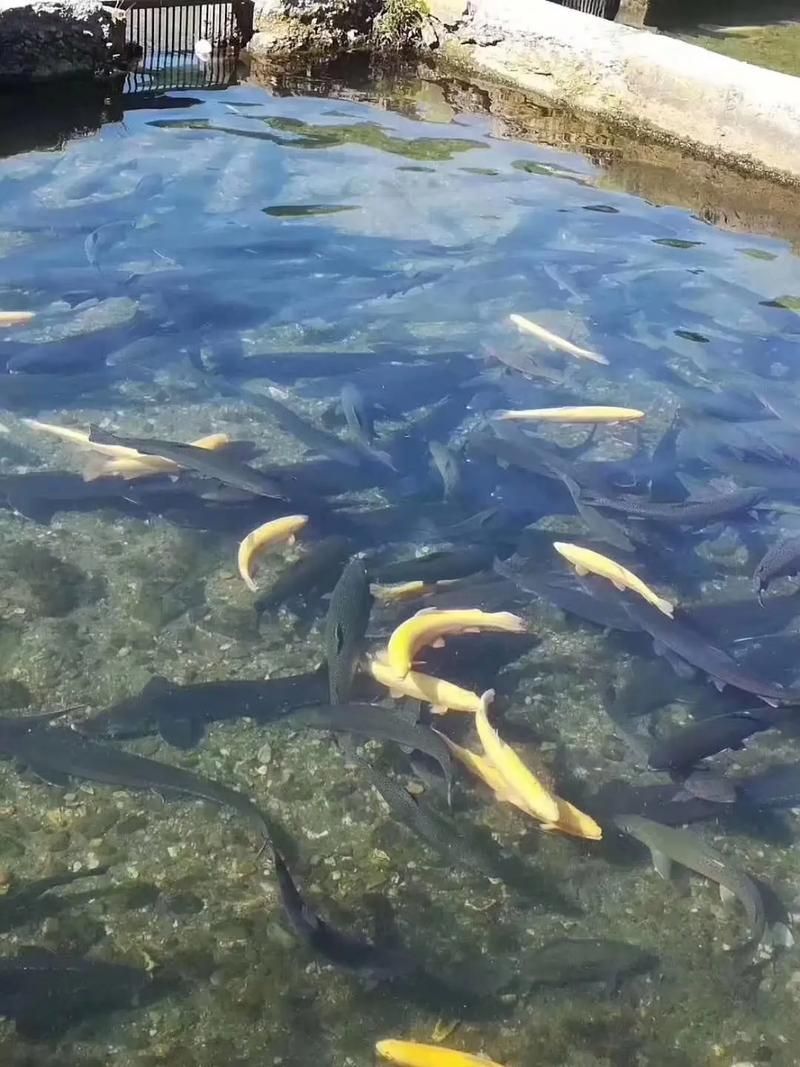積石山龍魚養殖的前景如何？，積石山龍魚養殖前景如何？