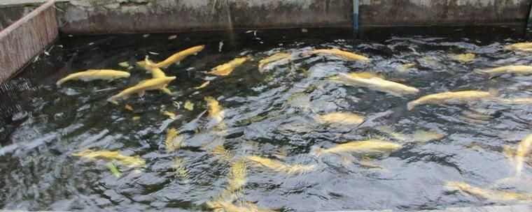 積石山龍魚養殖的前景如何？，積石山龍魚養殖前景如何？