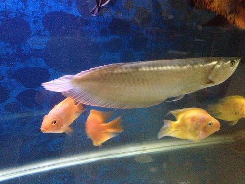 銀龍魚魚鱗邊緣發(fā)紅圖片，銀龍魚魚鱗邊緣發(fā)紅如何治療銀龍魚魚鱗邊緣發(fā)紅如何治療