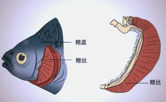 如何預防魚類浮頭,arxiv論文助手預防魚類浮頭思考完成arxiv論文助手