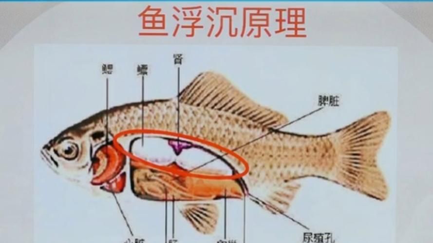 如何預防魚類浮頭,arxiv論文助手預防魚類浮頭思考完成arxiv論文助手