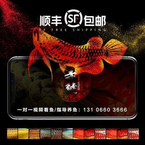 閩侯龍魚哪個品種最有收藏價值，閩侯高價值龍魚品種及種鑒賞指南