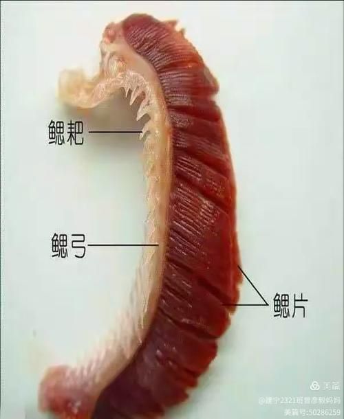 如何判斷魚是否感染了面條蟲，如何判斷魚感染了面條蟲