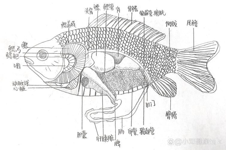如何判斷魚是否感染了面條蟲，如何判斷魚感染了面條蟲