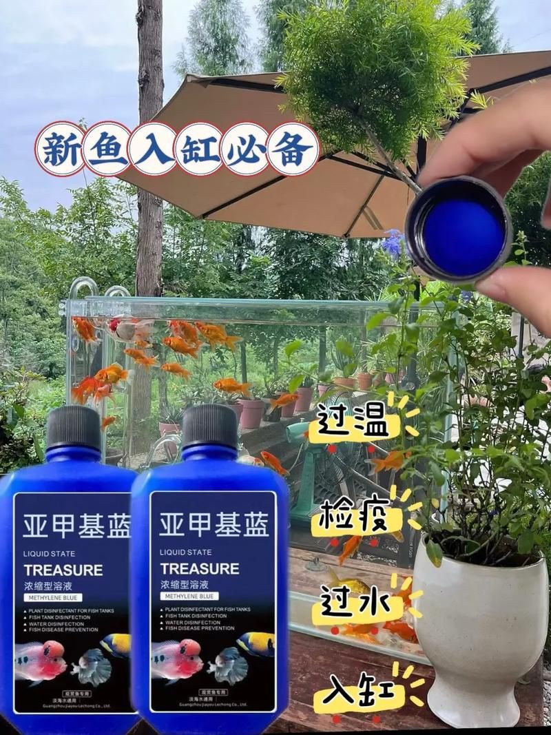 如何預防金魚再次潰爛，如何科學預防金魚再次潰爛