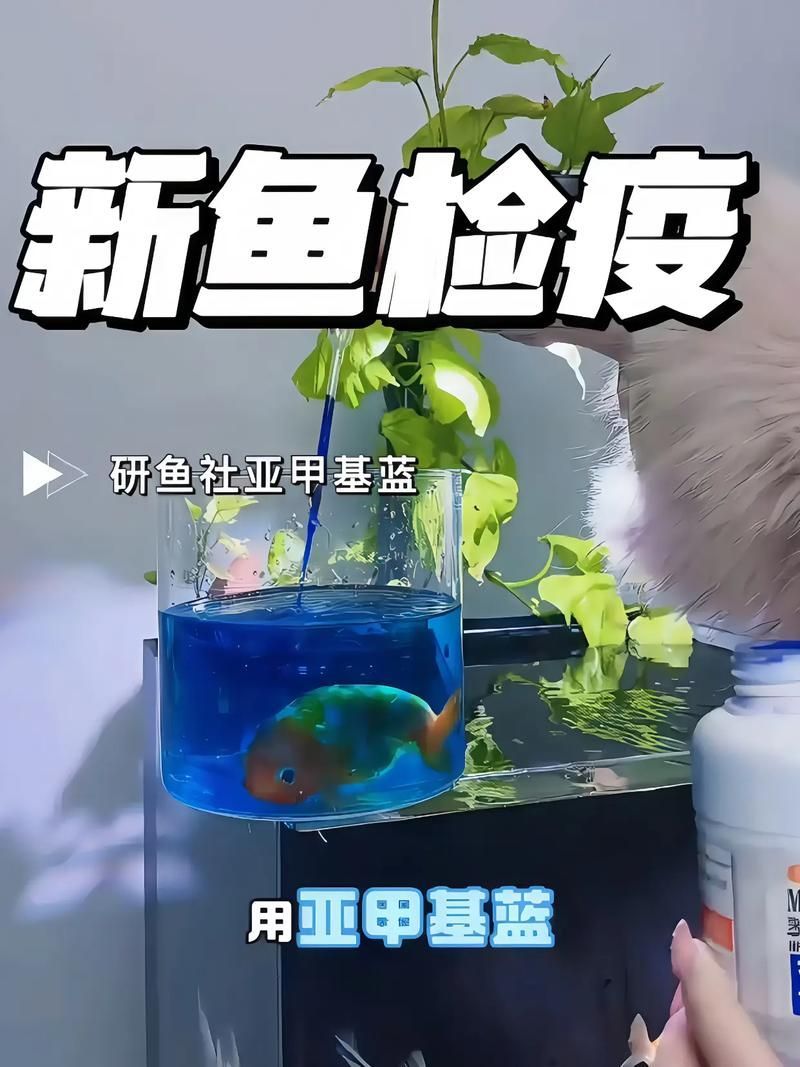 如何預防金魚再次潰爛，如何科學預防金魚再次潰爛