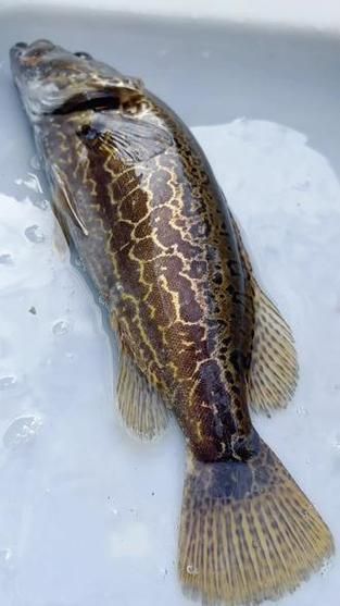 有哪些方法可以區(qū)分普通鱖魚(yú)和其他種類(lèi)，如何區(qū)分普通鱖魚(yú)